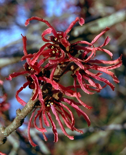 Flowering in late February in British  Columbia, Canada.