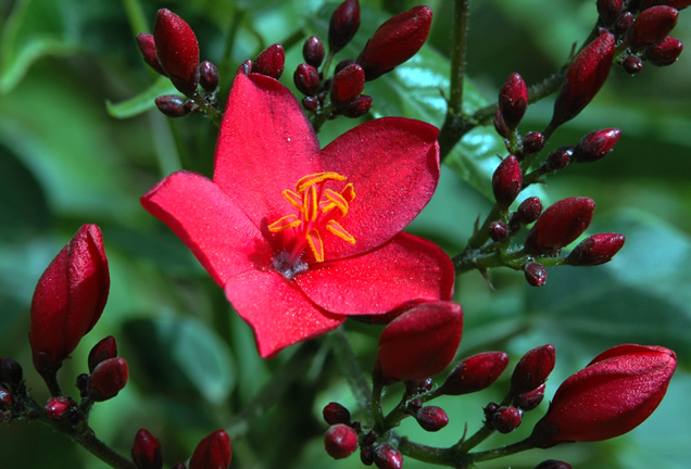 Jatropha integerrima, flower.
