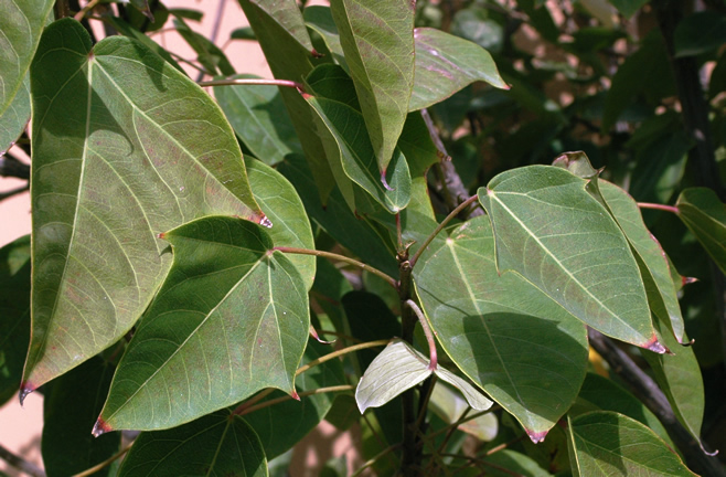 Jatropha integerrima, leaf.