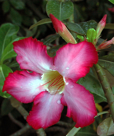 Adenium obesum, flower.