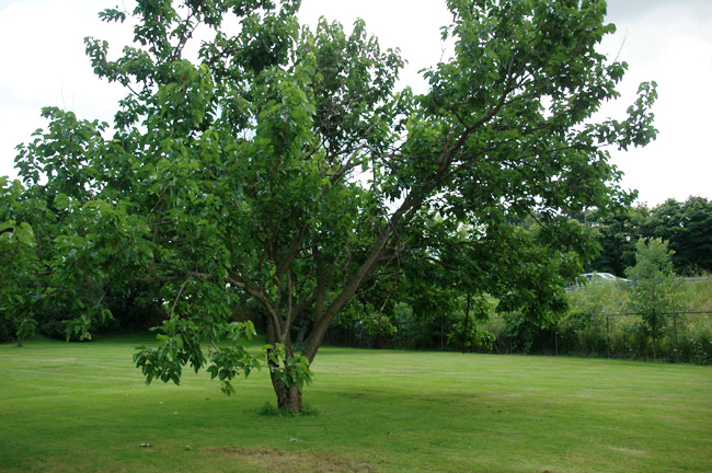 It is often a multi-stemmed  and/or a low branched tree, seen here at the Vineland Research and Innovation centre at Vineland, Ontario, Canada.