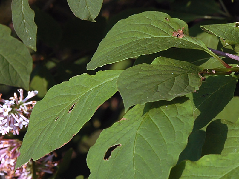 Syringa x prestoniae 'Miss Canada', leaf. 