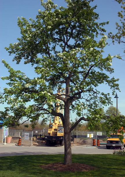 A mature tree at the entrance to the Royal Botanical Gardens, Burlington, Ontario, Canada, exceeding the literature noted 3 m height.