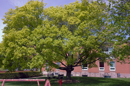 A mature tree at the entrance to the Royal Botanical Gardens, Burlington, Ontario.