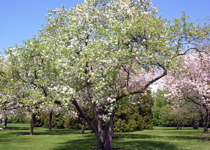 A mature tree in  the arboretum at the Royal Botanical Gardens, Burlington, Ontario, Canada.
