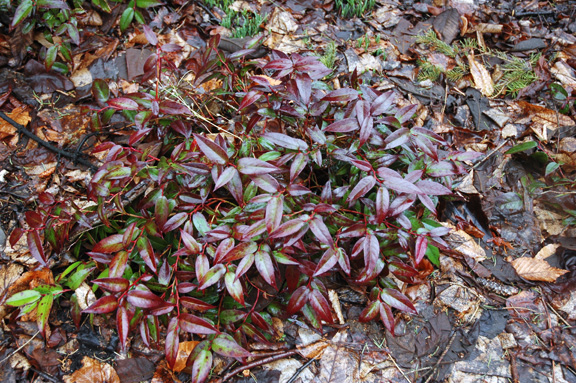 The scarlet foliage of the cultivar in early March.