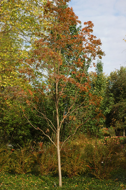 A young tree in the A.M. (Mac) Cuddy Garden, Strathroy, Ontario.