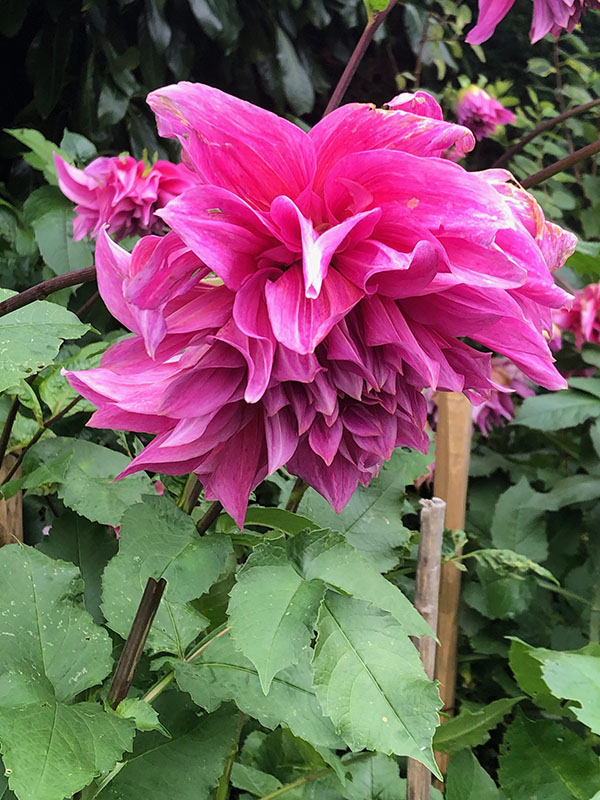 Dahlia 'Emory Paul', flower. Great Dixter Garden, East Sussex, England. 