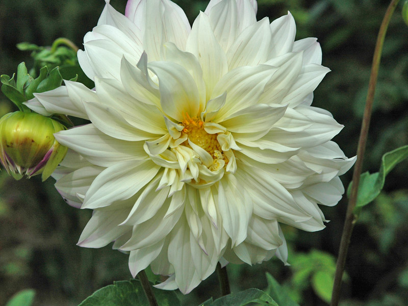 Dahlia-Moms-Special-flower-bud.jpg