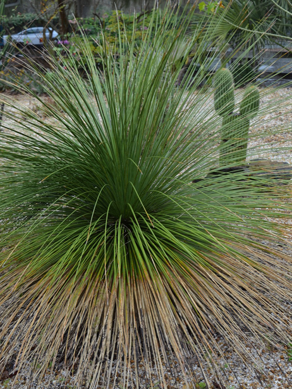 Dasylirion longissimum, form, P. Leu Gardens, Orlando, Florida, United States of America.