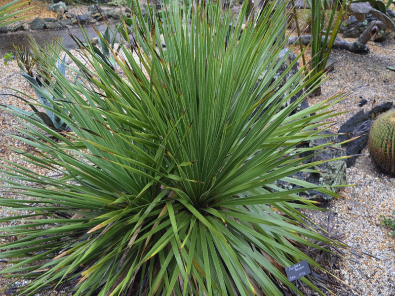 Dasylirion texanum, form, Harry P. Leu Gardens, Orlando, Florida, United States of America.