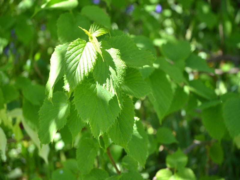 Davidia involucrata var. vilmoriana, leaf. Trebah Garden Trust, Mawnan Smith, Falmouth, Cornwall, United Kingdom.