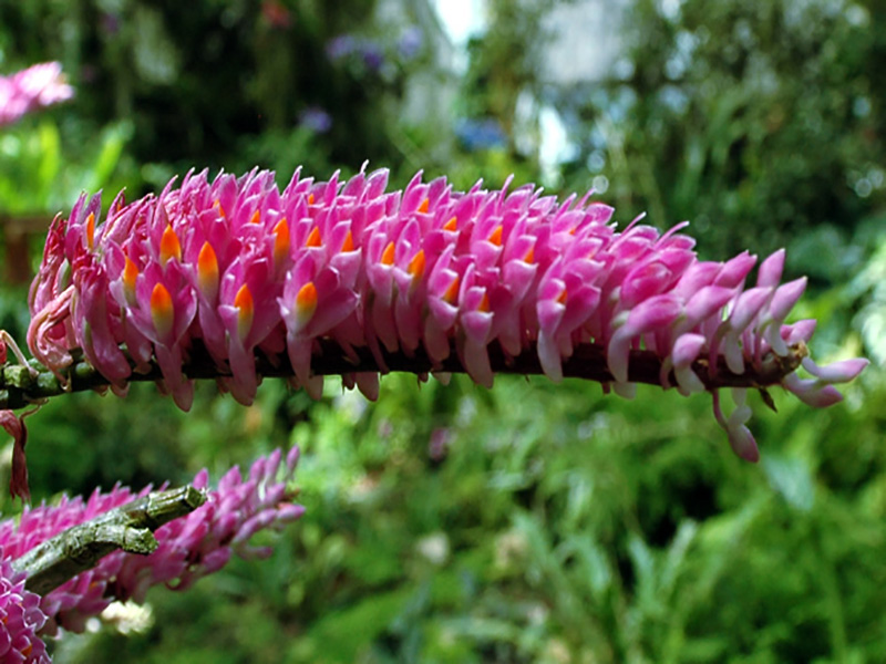 Dendorbium secundum, flower. Queen Sirikit Botanic Garden, Mae Rim District, Chiang Mai Province, Thailand.