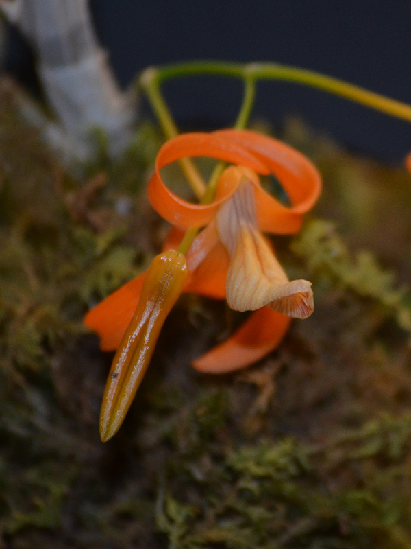 Dendrobium-unicum-flw-1.jpg