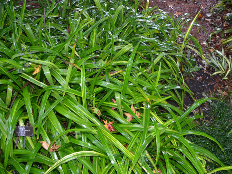 Dianella tasmanica 'Gold Stripe', form, Harry P. Leu Gardens, Orlando, Florida, United States of America.