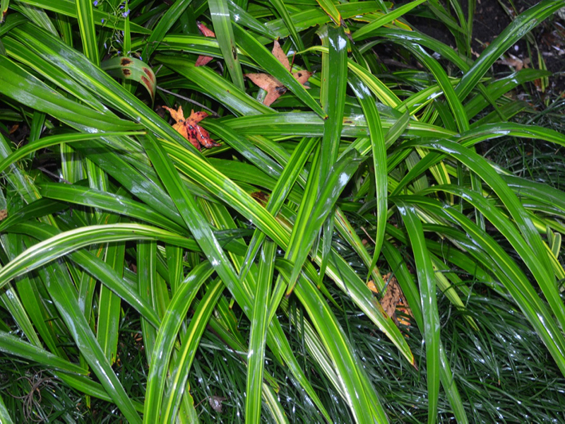 Dianella tasmanica 'Gold Stripe', leaf, Harry P. Leu Gardens, Orlando, Florida, United States of America.