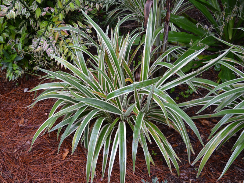 Dianella tasmanica 'Variegata', form, Harry P. Leu Gardens, Orlando, Florida, United States of America.