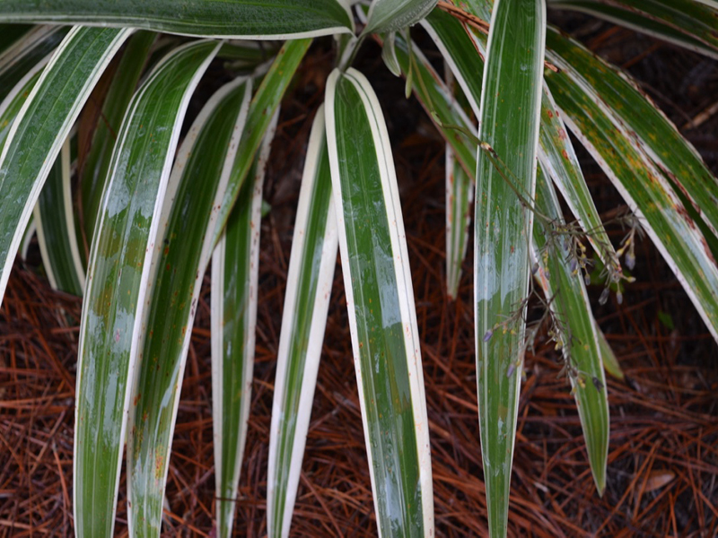 Dianella tasmanica 'Variegata', leaf, Harry P. Leu Gardens, Orlando, Florida, United States of America.
