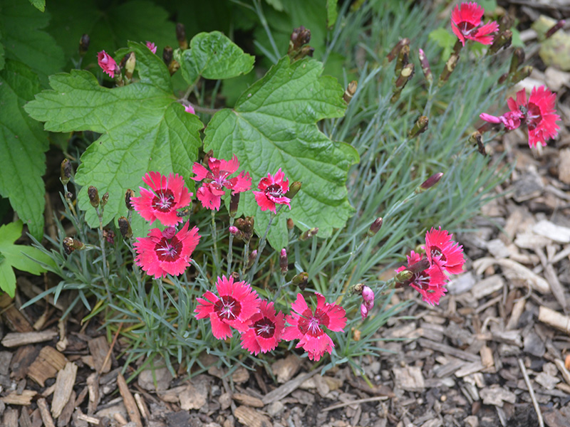 Dianthus-Ruby-Sparkeles-cuddy-frm-2.jpg