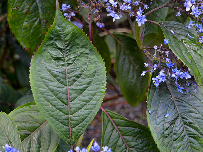 Dichroa febrifuga, leaf. Chelsea Physic Garden, London, United Kingdom.