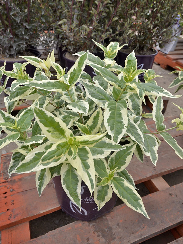 Diervilla-sessilifolia-LPDC-Podaras-form.jpg