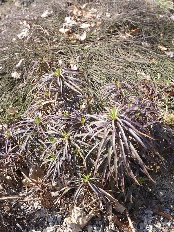 Foliage in very early spring.