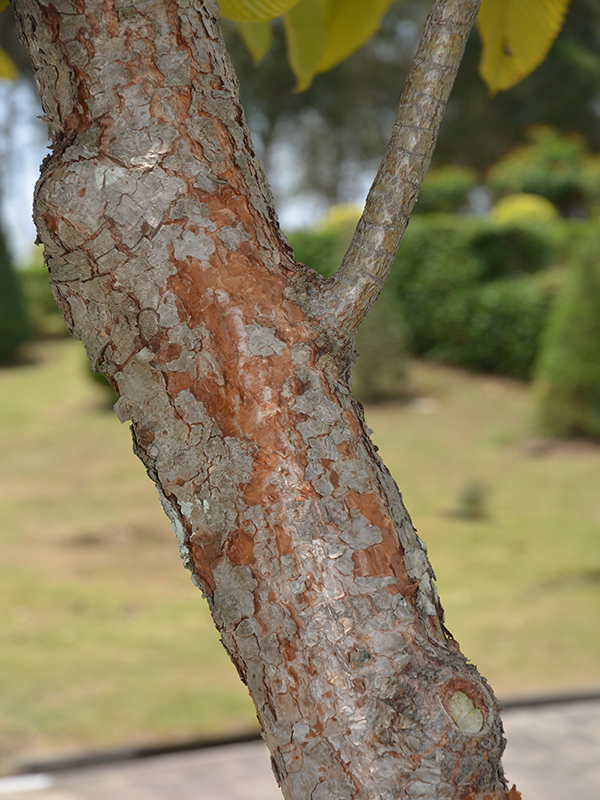 Dillenia indica, bark, Royal Park Rajapruek, Mae Hia, Thailand.