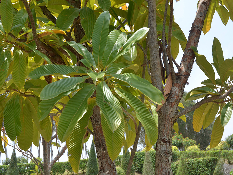Dillenia indica, leaf, Royal Park Rajapruek, Mae Hia, Thailand.