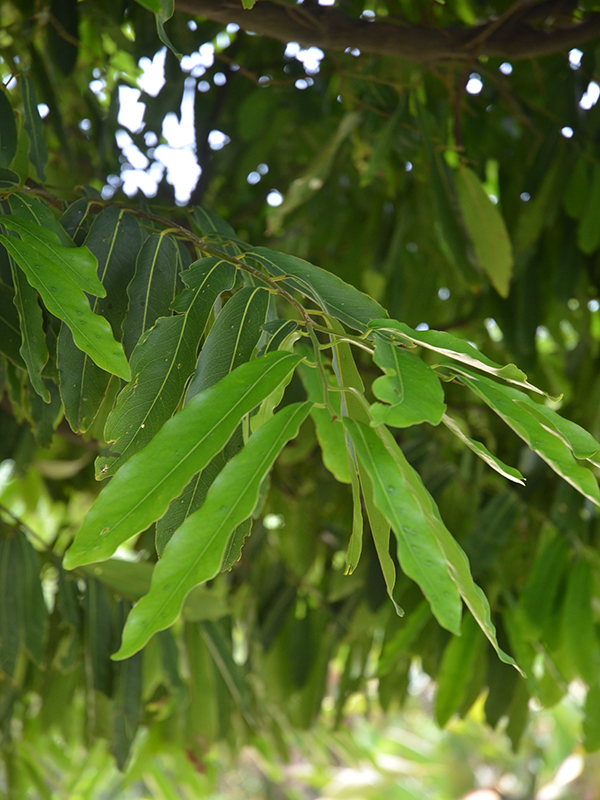 Diospyros malabarica, leaf, Royal Park Rajapruek, Mae Hia, Thailand.