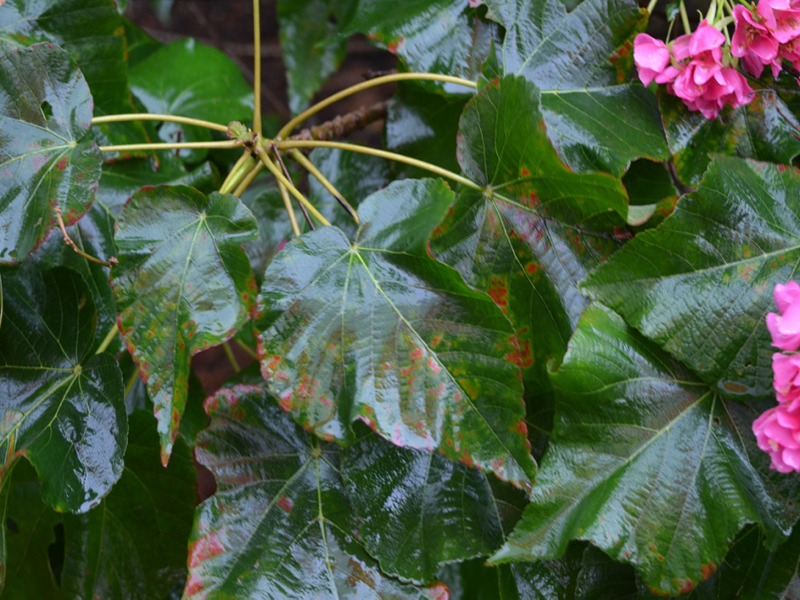 Dombeya burgessiae 'Seminole', leaf, Harry P. Leu Gardens, Orlando, Florida, United States of America.