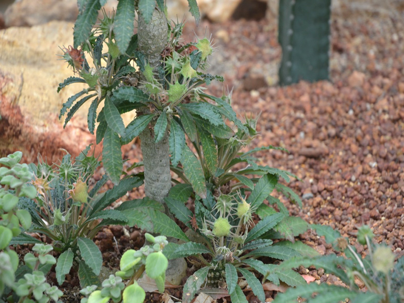 Dorstenia foetida, form2. Queen Sirikit Botanic Garden, Mae Rim District, Chiang Mai Province, Thailand.