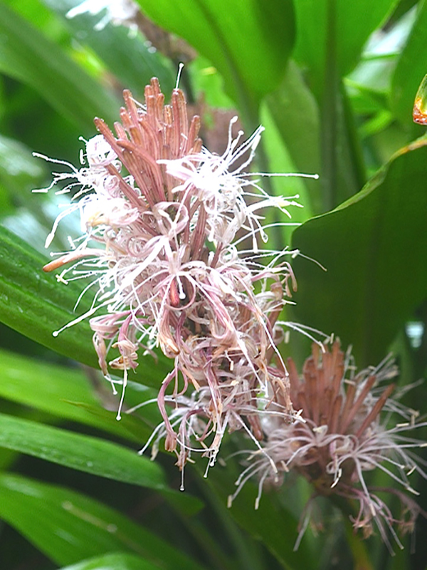 Dracaena aubryana, flower, Harry P. Leu Gardens, Orlando, Florida, United States of America.