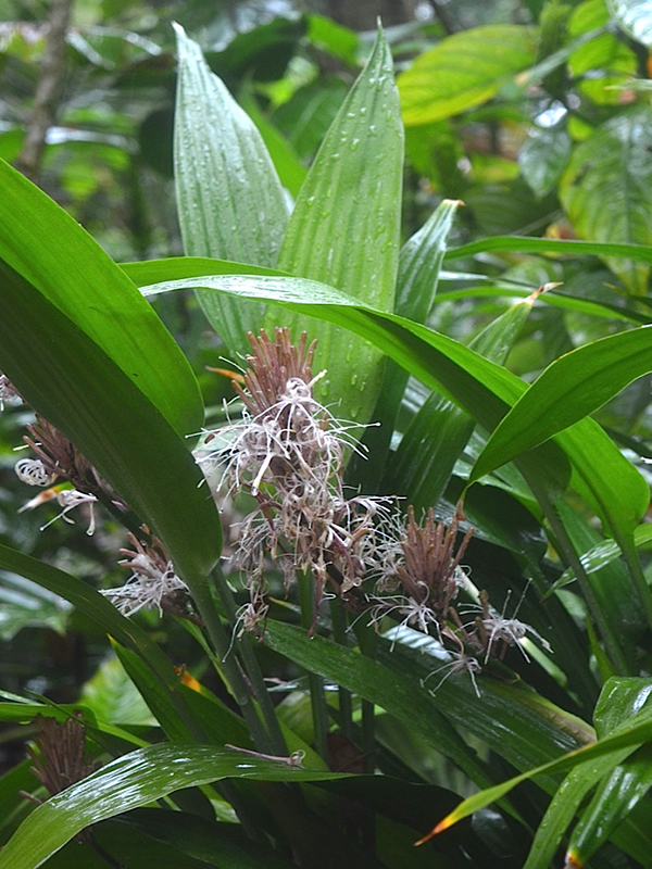 Dracaena aubryana, flower, Harry P. Leu Gardens, Orlando, Florida, United States of America.