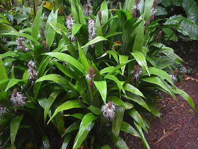 Dracaena aubryana, form, Harry P. Leu Gardens, Orlando, Florida, United States of America.