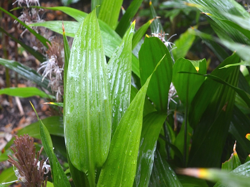Dracaena aubryana, leaf, Harry P. Leu Gardens, Orlando, Florida, United States of America.