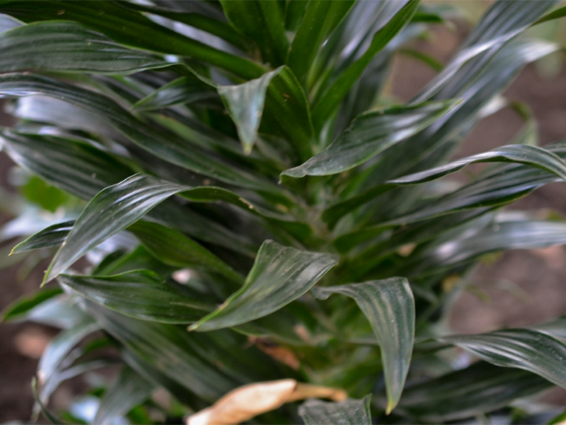 Dracaena deremensis 'Janet Craig Compacta', Leaf.