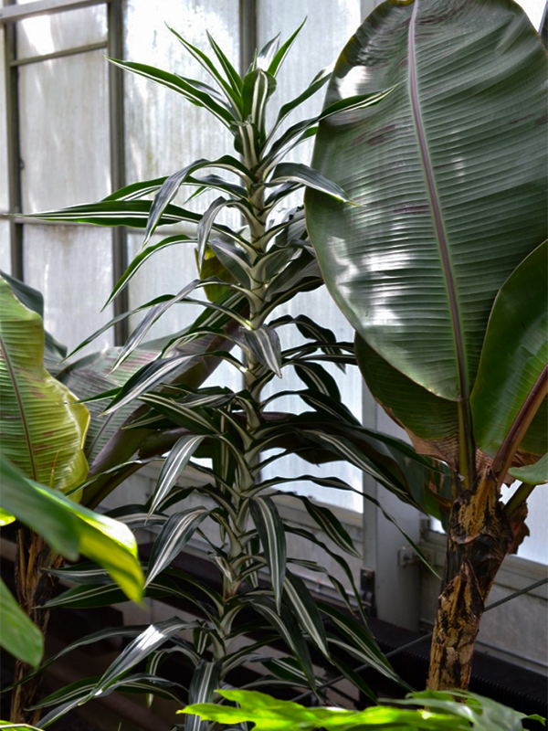 Dracaena deremensis 'Warneckii', form.