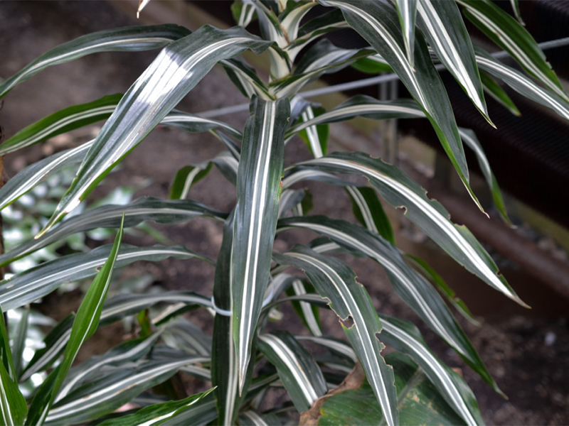 Dracaena deremensis 'Warneckii', leaf.