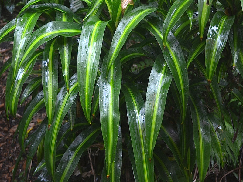 Dracaena fragrans 'Hawaiian Sunshine', leaf, Harry P. Leu Gardens, Orlando, Florida, United States of America.
