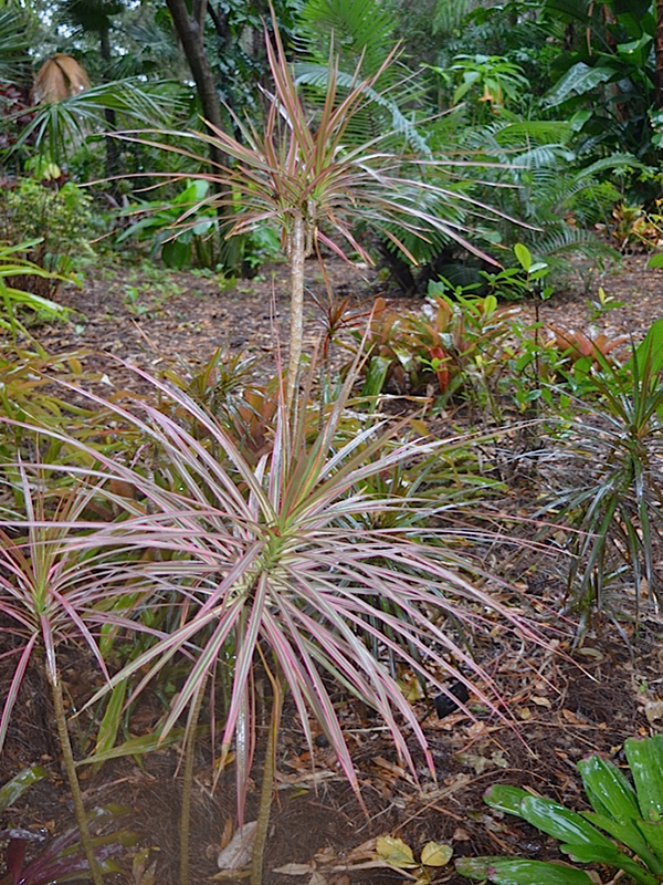 Dracaena marginata 'Colorama', form, Harry P. Leu Gardens, Orlando, Florida, United States of America.