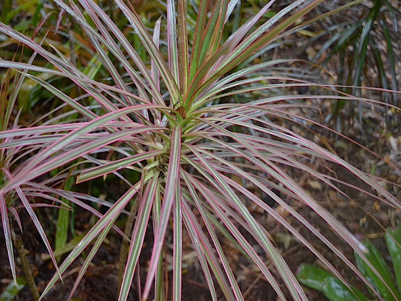 Dracaena marginata 'Colorama', leaf, Harry P. Leu Gardens, Orlando, Florida, United States of America.
