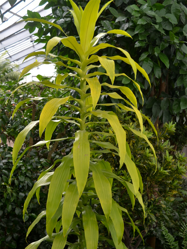 Dracaena deremensis 'Limelight', form.