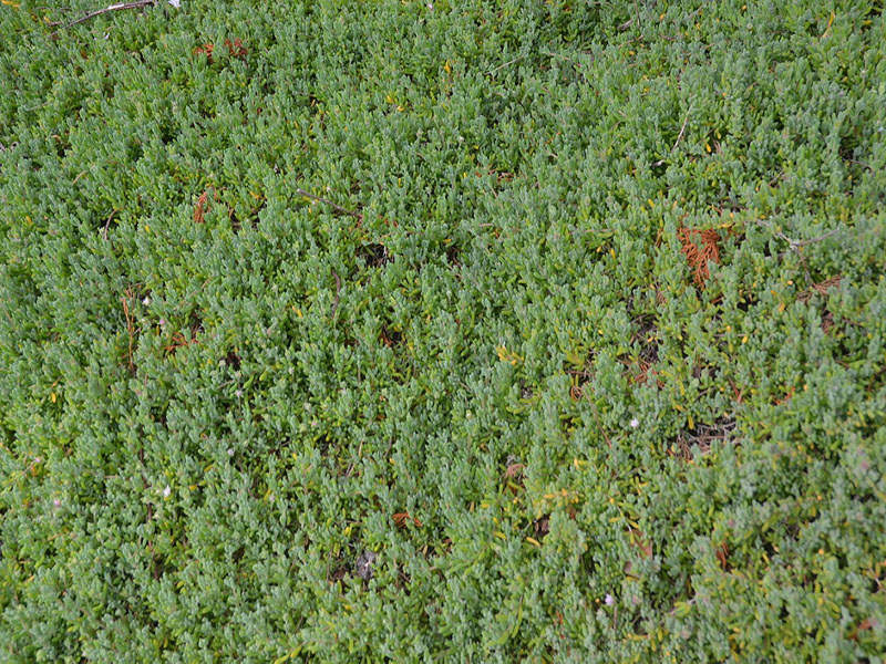 Drosanthemum bicolor, form. Tresco Abbey Garden, Tresco, Isles of Scilly, United Kingdom. 