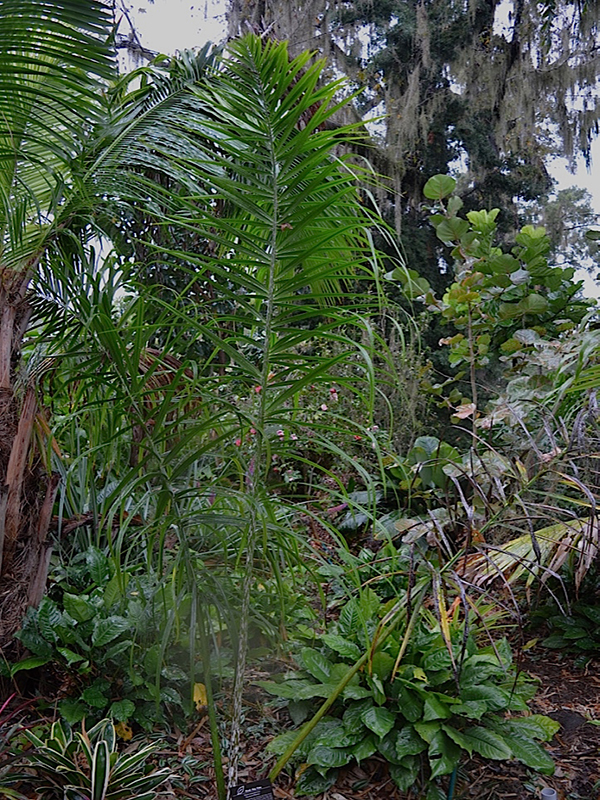 Dypsis mananjarensis, form, Harry P. Leu Gardens, Orlando, Florida, United States of America.