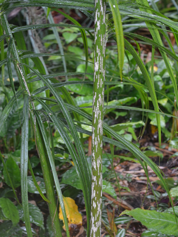 Dypsis mananjarensis, leaf, Harry P. Leu Gardens, Orlando, Florida, United States of America.
