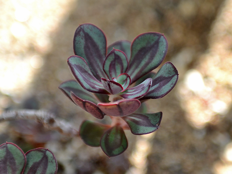  Echeveria nodulosa 'Painted Beauty', Leaf