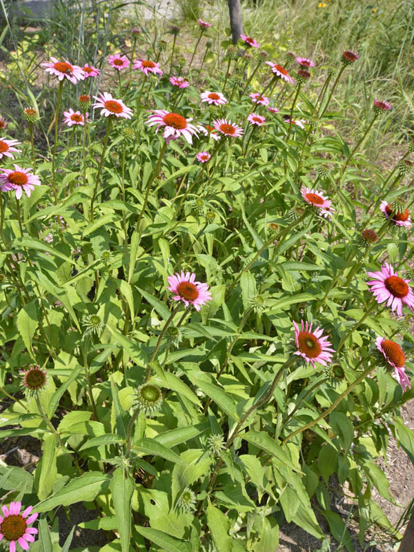 Echinacea-purpurea-Rubinstern-form.jpg