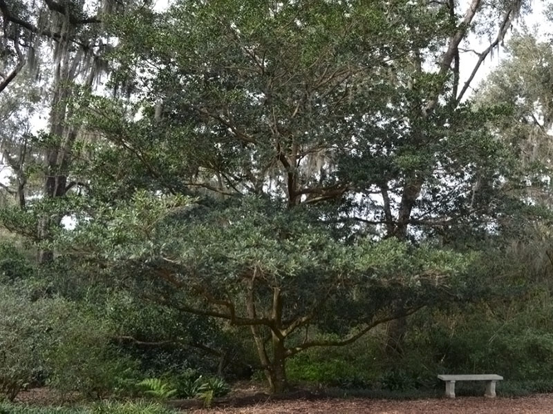 Elaeocarpus decipiens, form. Bok Tower Gardens, Lake Wales, Florida, United States of America.