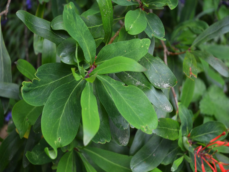 Embothrium coccineum, leaf. Trebah Garden Trust, Mawnan Smith, Falmouth, Cornwall, United Kingdom.