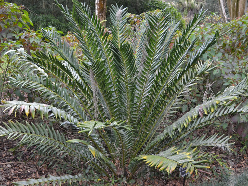 Encephalartos ferox, form. Bok Tower Gardens, Lake Wales, Florida, United States of America.